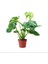 Monstera Deve Tabanı 1