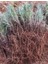 Net Tarım 25 Adet Lavanta Açık Kök Angustifolia Fidanı Fidesi 2