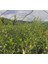 Net Tarım 1 Adet Ispanyol Arbequina Bodur Zeytin Fidanı 1 Yaşlı 30-60 cm 2
