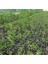 Net Tarım 1 Adet Ispanyol Arbequina Bodur Zeytin Fidanı 1 Yaşlı 30-60 cm 3