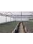Net Tarım 1 Adet Ispanyol Arbequina Bodur Zeytin Fidanı 1 Yaşlı 30-60 cm 5