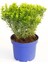 Taflan Microphyllus 5 Adet - Mavi Saksıda Hediyelik 1