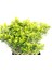 Taflan Microphyllus 5 Adet - Mavi Saksıda Hediyelik 2