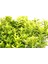 Taflan Microphyllus 5 Adet - Mavi Saksıda Hediyelik 3