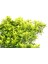 Taflan Microphyllus 5 Adet - Mavi Saksıda Hediyelik 4