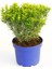Taflan Microphyllus 5 Adet - Mavi Saksıda Hediyelik 5