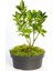 Bonsai Taflan Euonymus Japonica 1