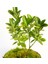 Bonsai Taflan Euonymus Japonica 3