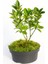 Bonsai Taflan Euonymus Japonica 4