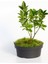 Bonsai Taflan Euonymus Japonica 5
