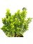 Taflan Microphyllus 3 Adet - Yeşil Saksıda Hediyelik 5