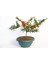Bonsai Ateş Dikeni 2 Adet 1