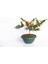 Bonsai Ateş Dikeni 2 Adet 2
