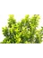 Taflan Microphyllus 10 Adet - Yeşil Saksıda Hediyelik 2