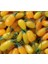 Sarı Goji Berry Fidanı 5 Adet 2
