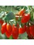 Kırmızı Goji Berry Fidanı 2 Adet 1