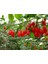 Kırmızı Goji Berry Fidanı 5 Adet 2