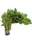 Canlı Akvaryum Bitkisi ( Rotala Rotundifolia) 1