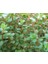 Canlı Akvaryum Bitkisi ( Rotala Rotundifolia) 2