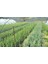 4 'lü Ispanyol Arbequina Bodur Zeytin Fidanı 1 Yaşlı 30-60 cm 4