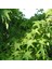 Tüplü Sığla Ağacı (Liquidambar Styraciflua) Fidanı 1