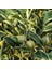 6 Yaş Aşılı Alacalı Calamondin Süs Mandalinası Fidanı, Saksıda 1