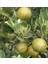 6 Yaş Aşılı Alacalı Calamondin Süs Mandalinası Fidanı, Saksıda 2