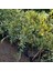 6 Yaş Aşılı Alacalı Calamondin Süs Mandalinası Fidanı, Saksıda 3