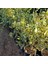 6 Yaş Aşılı Alacalı Calamondin Süs Mandalinası Fidanı, Saksıda 4