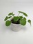 Baby Pilea 1