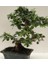 Naturel Tohum Bonsai Nitida Ağacı 8  Yaşında 30 cm Boyunda & Özel Seramik Saksıda 1