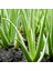 Aloe Vera 1