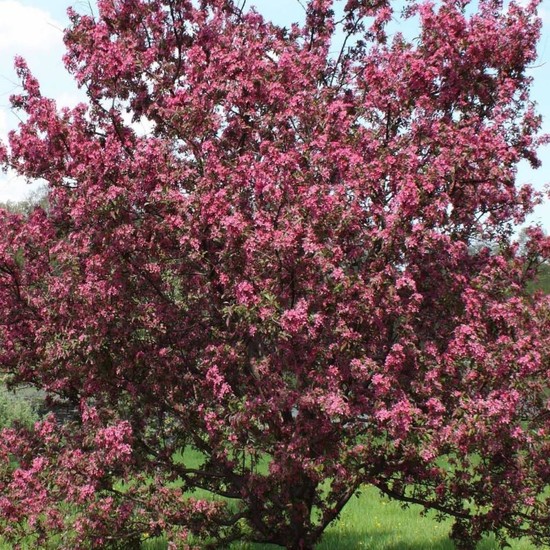 İdea Bahçe Tüplü Süs Elması Malus Floribunda Prunifolia Fiyatı