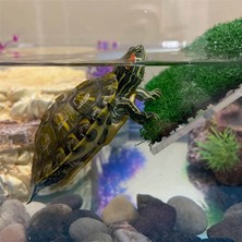 Talent 2x Çim Kaplumbağası Basking Platformu Kaplumbağa Dinlenme Basking Platformu, Kaplumbağa Tankı Için Simülasyon Çim Kaplumbağa Rampası, Sürüngen S (Yurt Dışından)