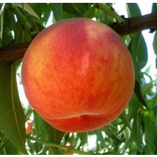 Fidan Sepetim 4 Yaş Aşılı Glohaven Şeftali Fidanı *yarı Bodur*