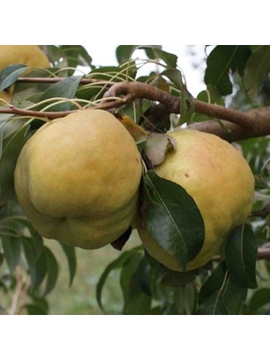 Fidan Sepetim 4 Yaş Aşılı Deveci Armut Fidanı *yarı Bodur*