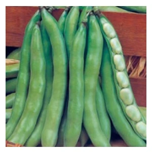 Köy Tohumları 200 Adet Tohum Eko Paket Yerli Sakız Bakla Tohumu Adet Tohum Hediye