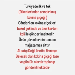 Green Deco Kokina Çiçeği (12 Dal)-Yılbaşı Çiçeği-Şansçiçeği