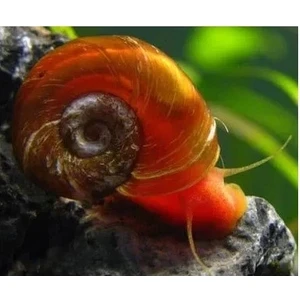 Candy Designn Kırmızı Ramshorn Snail 5 Adet