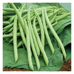 Köy Tohumları 250 Adet Tohum Eko Paket Eymen Oturak Erkenci Fasulye Tohumu Saksı Toprak