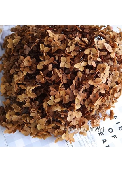 Degrade Renk 126 20G Degrade Renk Korunmuş Ortanca Ev Dekorasyon Düğün Dekorasyon Küçük Yaprak Anna Ortanca Epoksi El Yapımı Dıy Malzeme (Yurt Dışından)