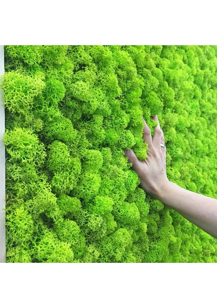 B08 20G 20G 40G Kaliteli Yapay Yosun Ölümsüz Yosun Simülasyon Yeşil Bitki Çim Ev Dekoratif Duvar Dıy Mikro Peyzaj Aksesuarları (Yurt Dışından) modelleri