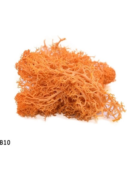 B10 20G 20-40G Yapay Doğal Bitki Ebedi Yaşam Moss Mini Mikro Peyzaj Dekor Aksesuarları Ev Bahçe Süsleme Dıy Çiçekler El Sanatları (Yurt Dışından) fiyatları