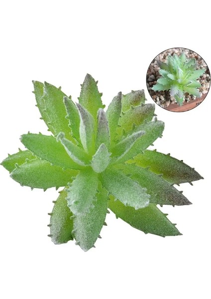 Stil 7 Yapay Succulents Yeşil Akın Bitki Kaktüs Sahte Çiçek Masaüstü Manzara Festivali Düğün Parti Ev Bahçe Dekorasyon (Yurt Dışından) fırsatları