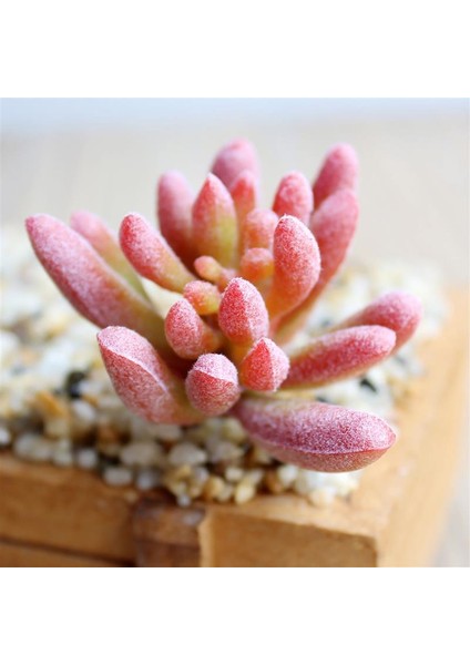 Stil 7 Yapay Succulents Yeşil Akın Bitki Kaktüs Sahte Çiçek Masaüstü Manzara Festivali Düğün Parti Ev Bahçe Dekorasyon (Yurt Dışından) indirimleri