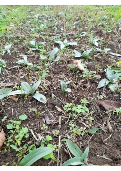 50 Adet Salep Fidesi