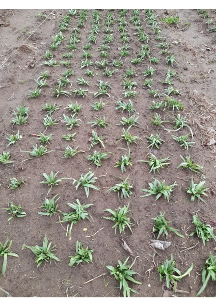 50 Adet Salep Fidesi fiyatları