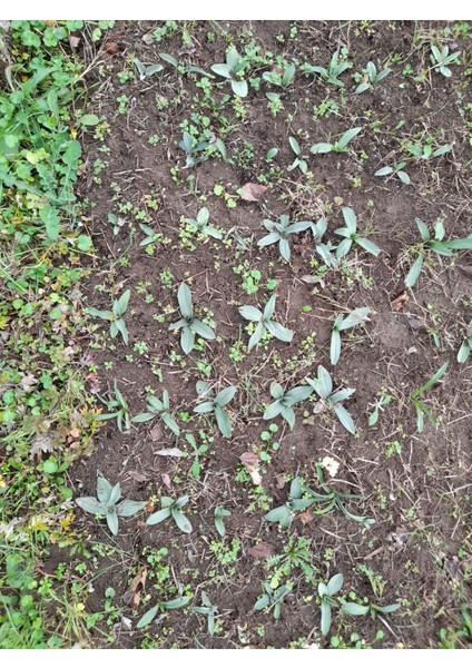 50 Adet Salep Fidesi modelleri