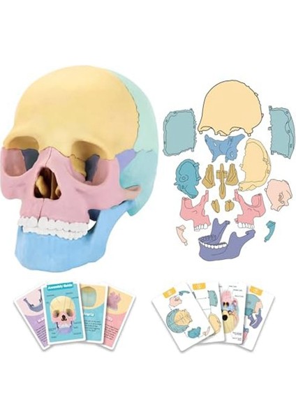 Anatomi Kafatası Modeli, Insan Anatomisi Kafatası Yapboz, Ayrılabilir Mini Insan Kafatası Modeli, Klinik Öğretim (Yurt Dışından)