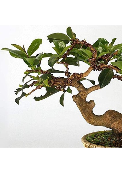 Bonsai Dallarını Tutmak Için 5 Rulo Bonsai Teli Alüminyum (Kahverengi) (Yurt Dışından)